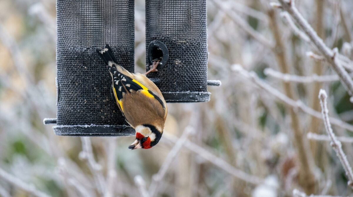 scopri un semplice consiglio per attirare immediatamente i cardellini nel tuo giardino, un effetto spesso trascurato dai giardinieri esperti.